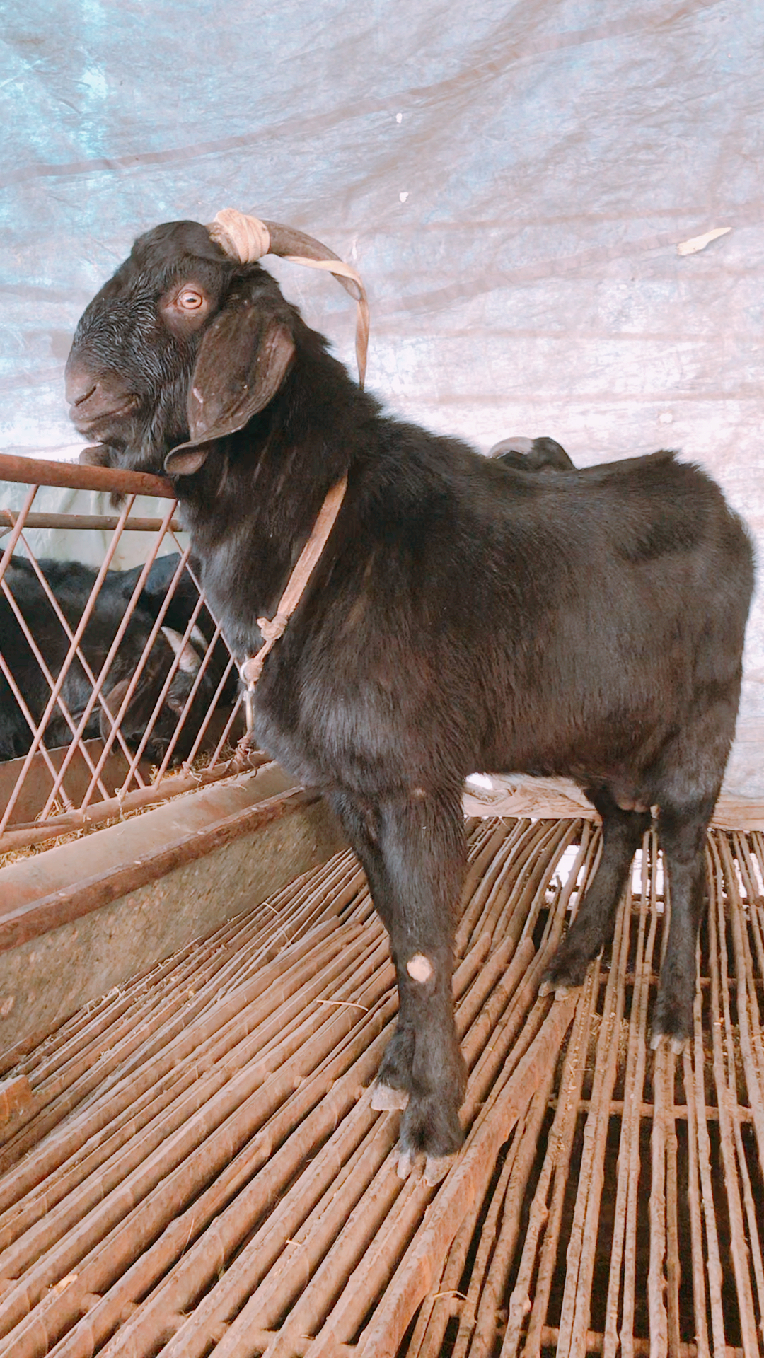 养羊#黑山羊种公