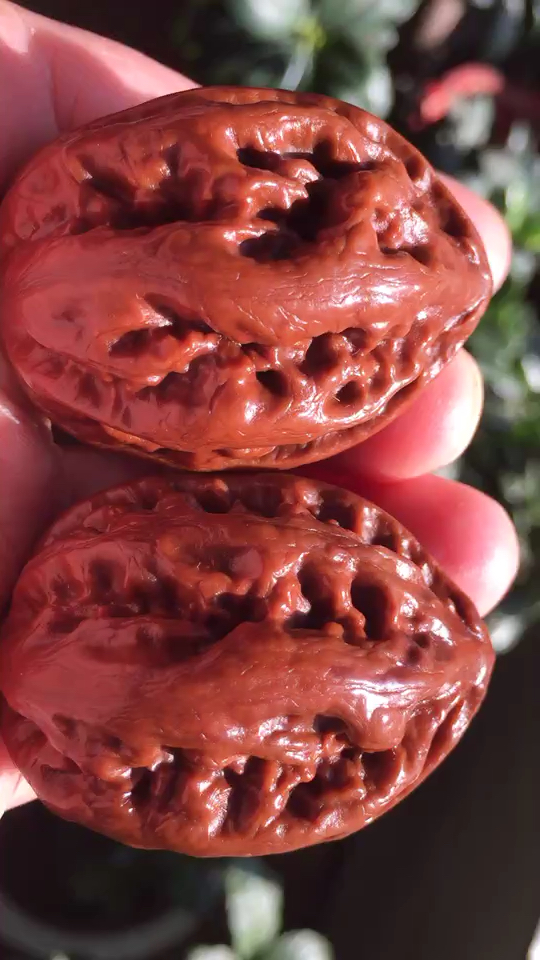 霸王龙 粗筋大秋子