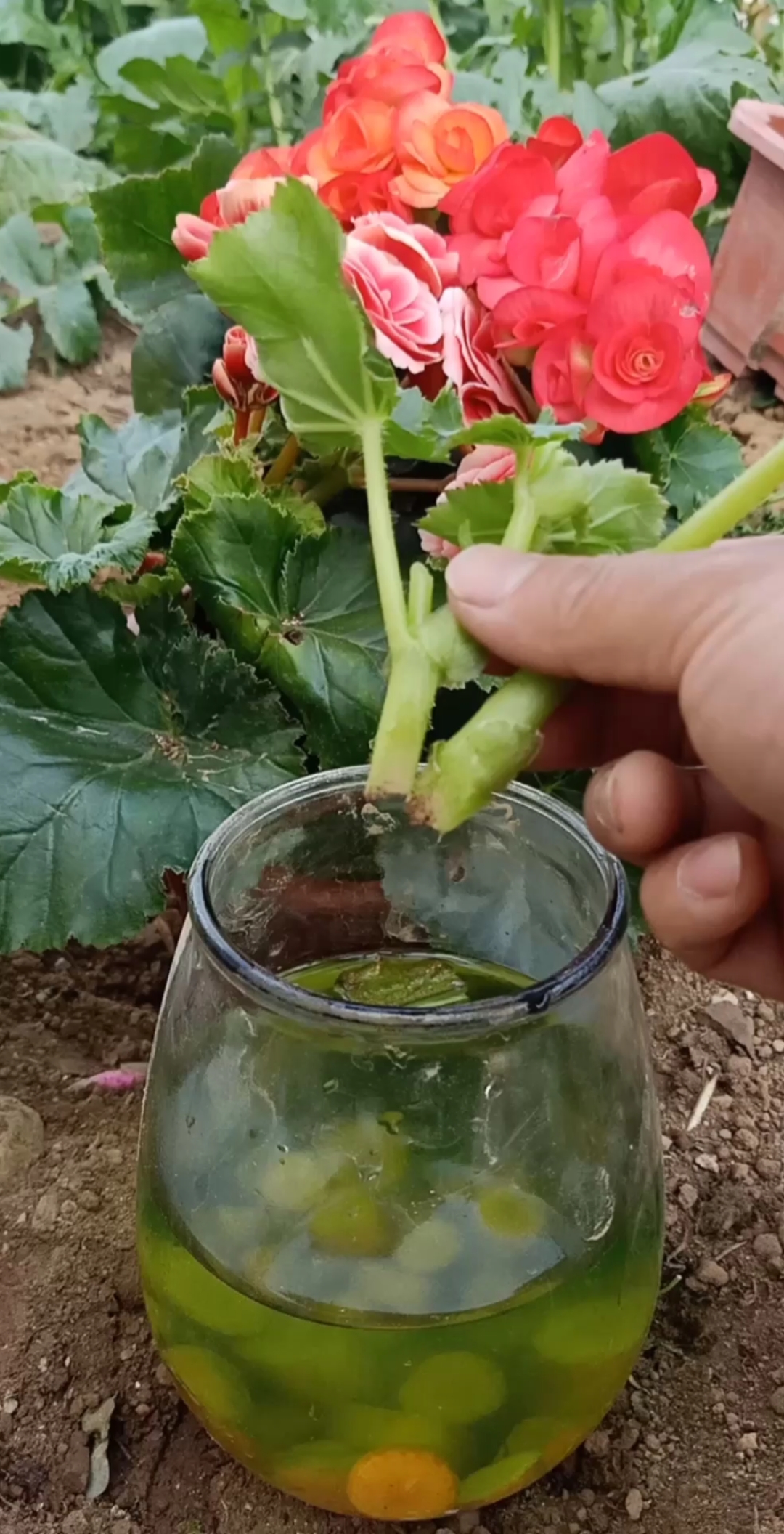 扦插技术这样扦插玻璃海棠成活率最高学会一生受用