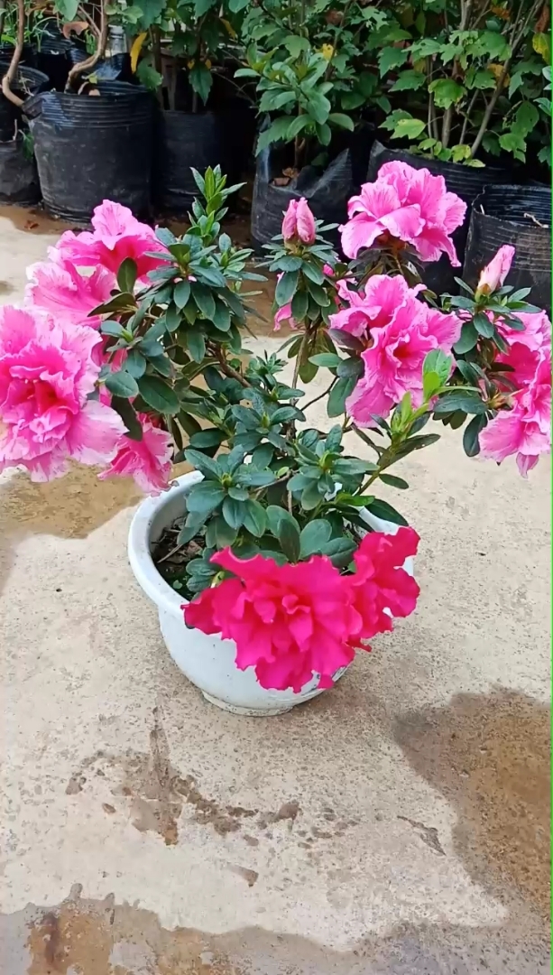 朋友们看一下,双色杜鹃花,都开爆了,漂亮吧?