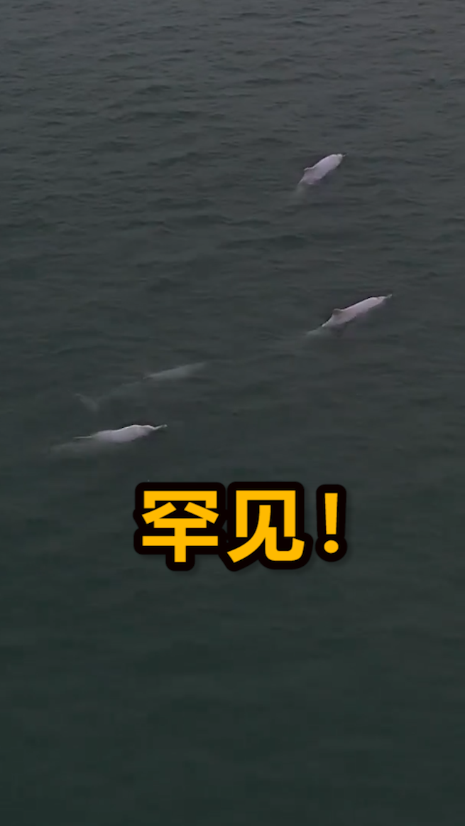 神奇动物在这里#广东南澳岛惊现粉色海豚:齐头并进,自由嬉戏