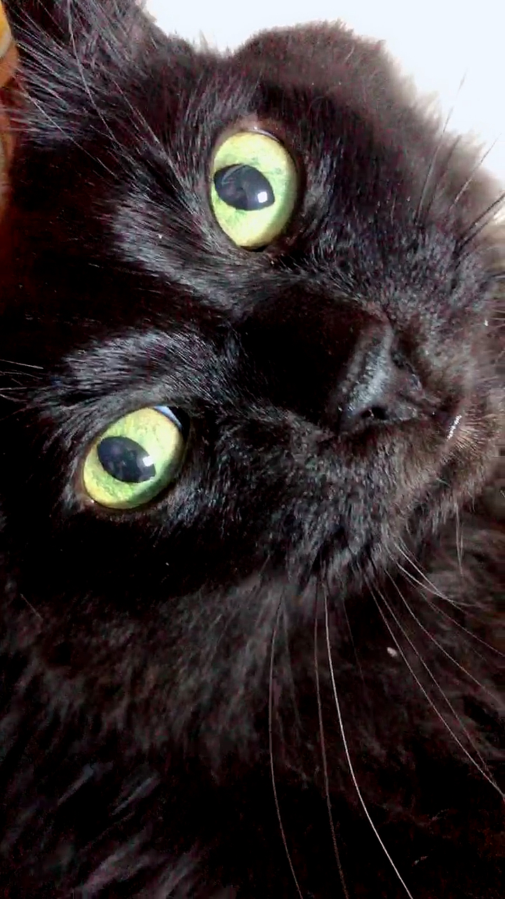 黑猫都是绿眼睛吗?