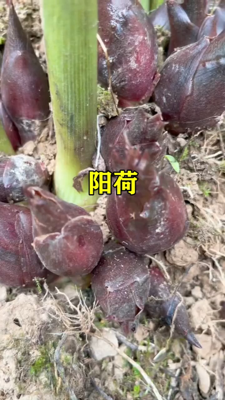 我要上热门阳荷你吃过吗