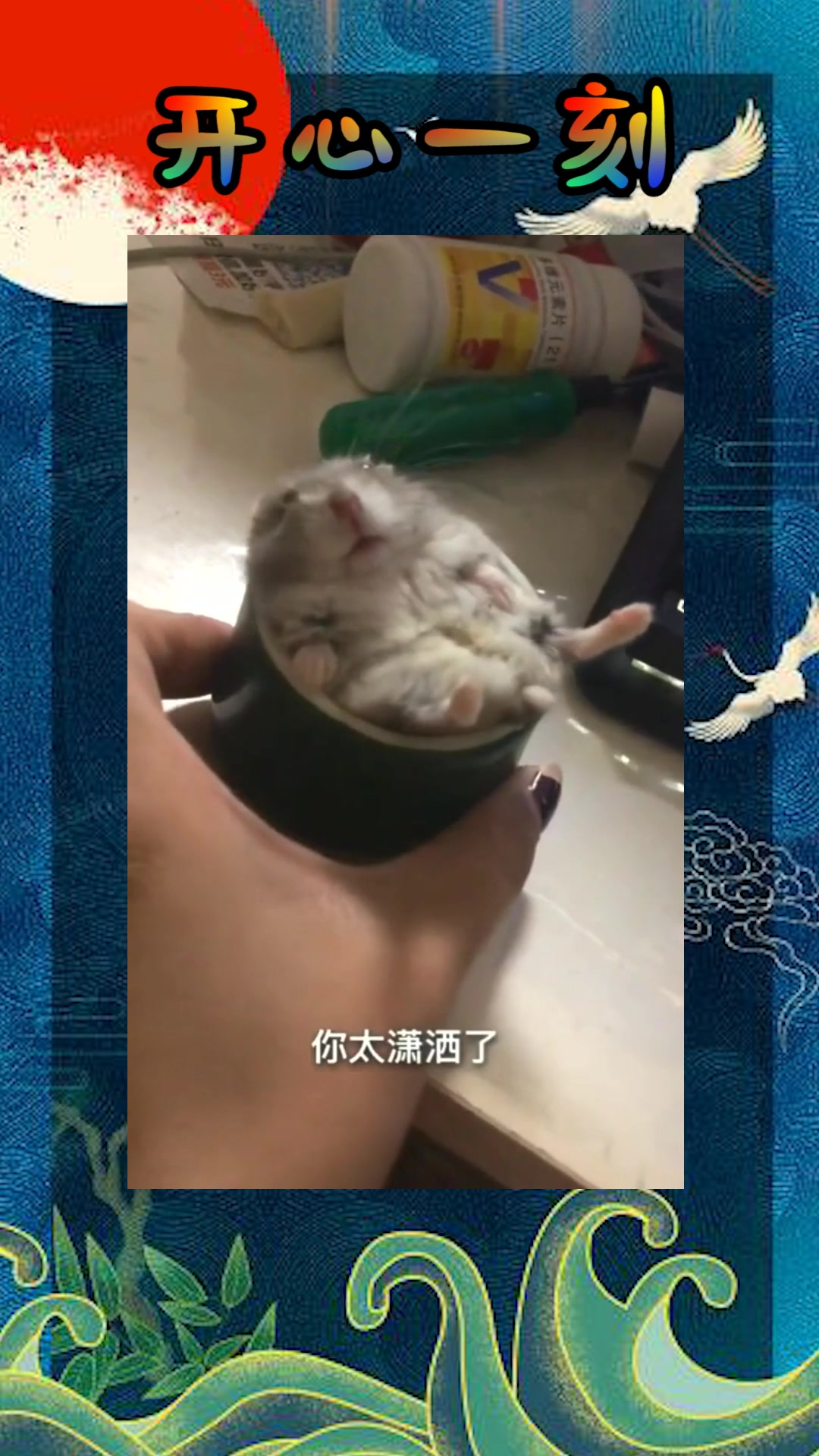 我要上热门#一脸惊恐的小仓鼠