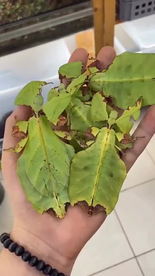 叶虫,学名phyllium,属动物界节肢动物门昆虫纲竹节虫