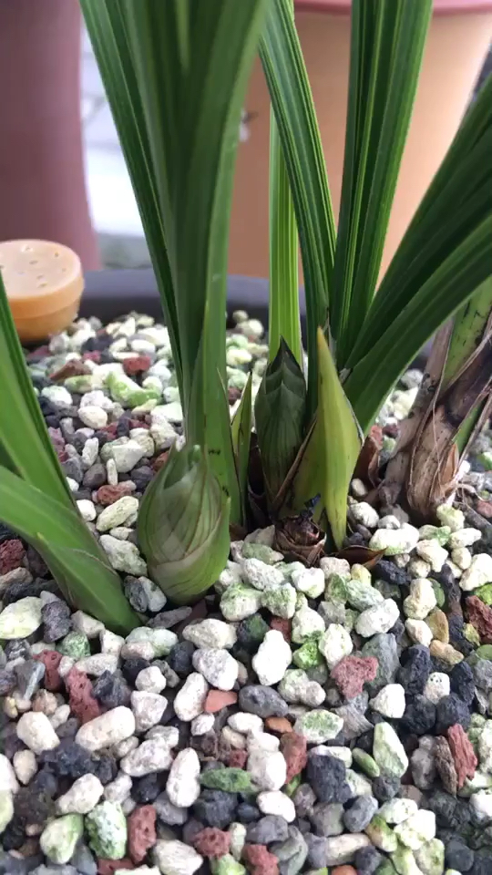 蕙兰程梅的花苞太美了.