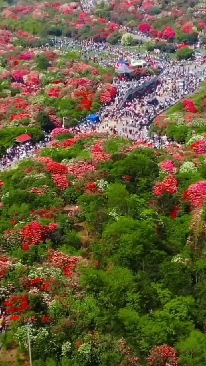 百里杜鹃花节图片