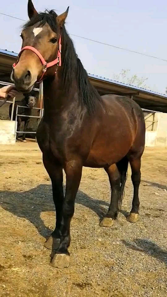 看这马膘肥体壮