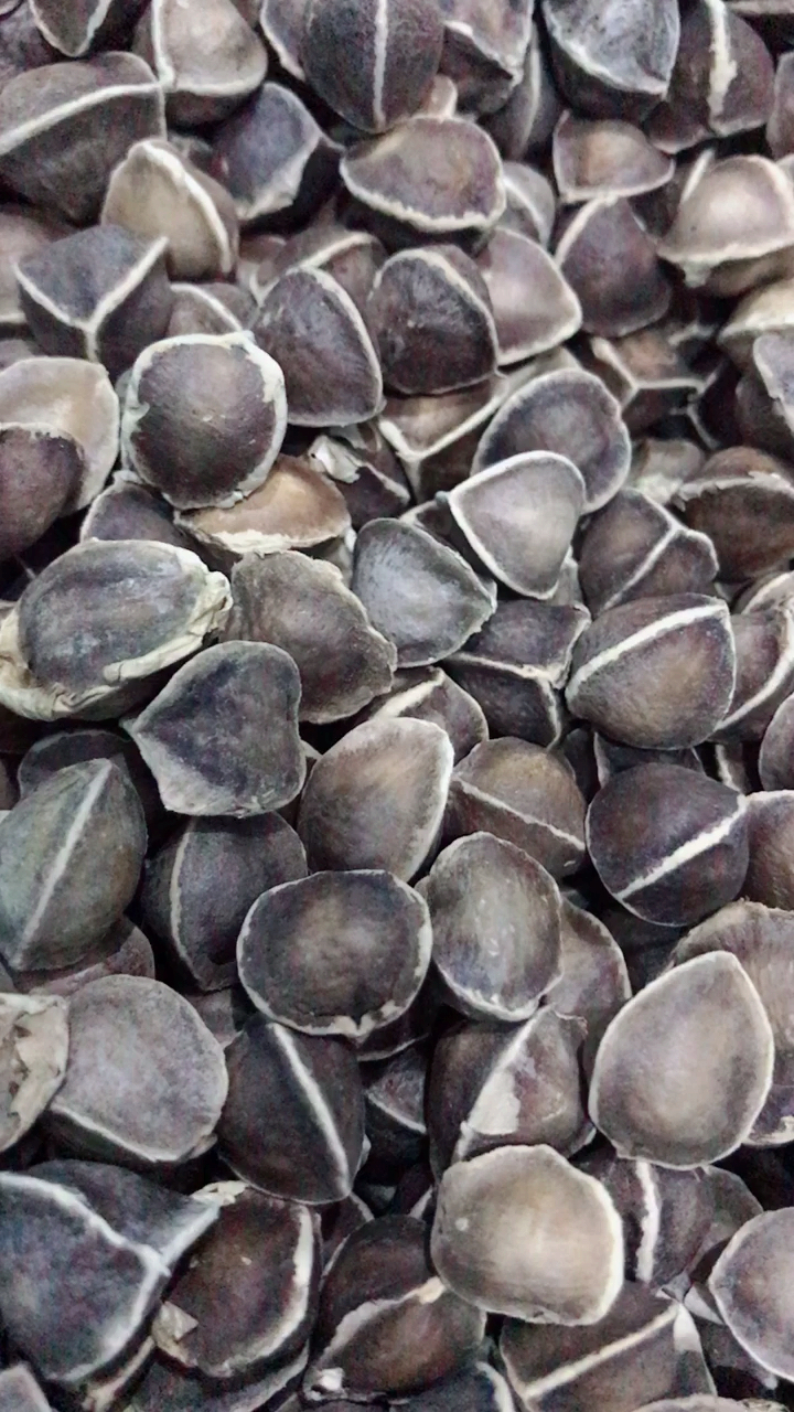 非洲野生辣木籽,降3高,提高免疫力,每天早晚3-4粒,剥开外壳即食