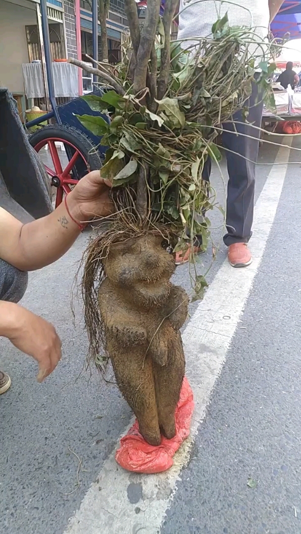 人形何首乌?价值百万?