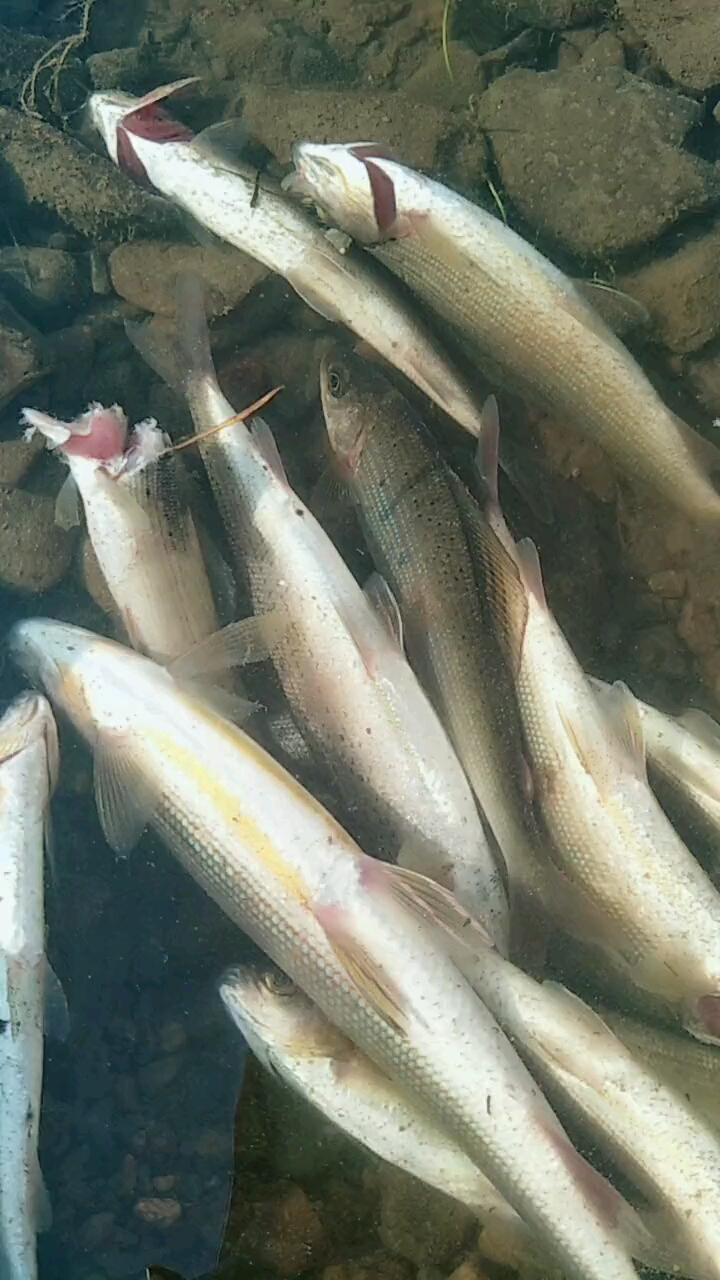 用挂子网趟的冷水华子鱼