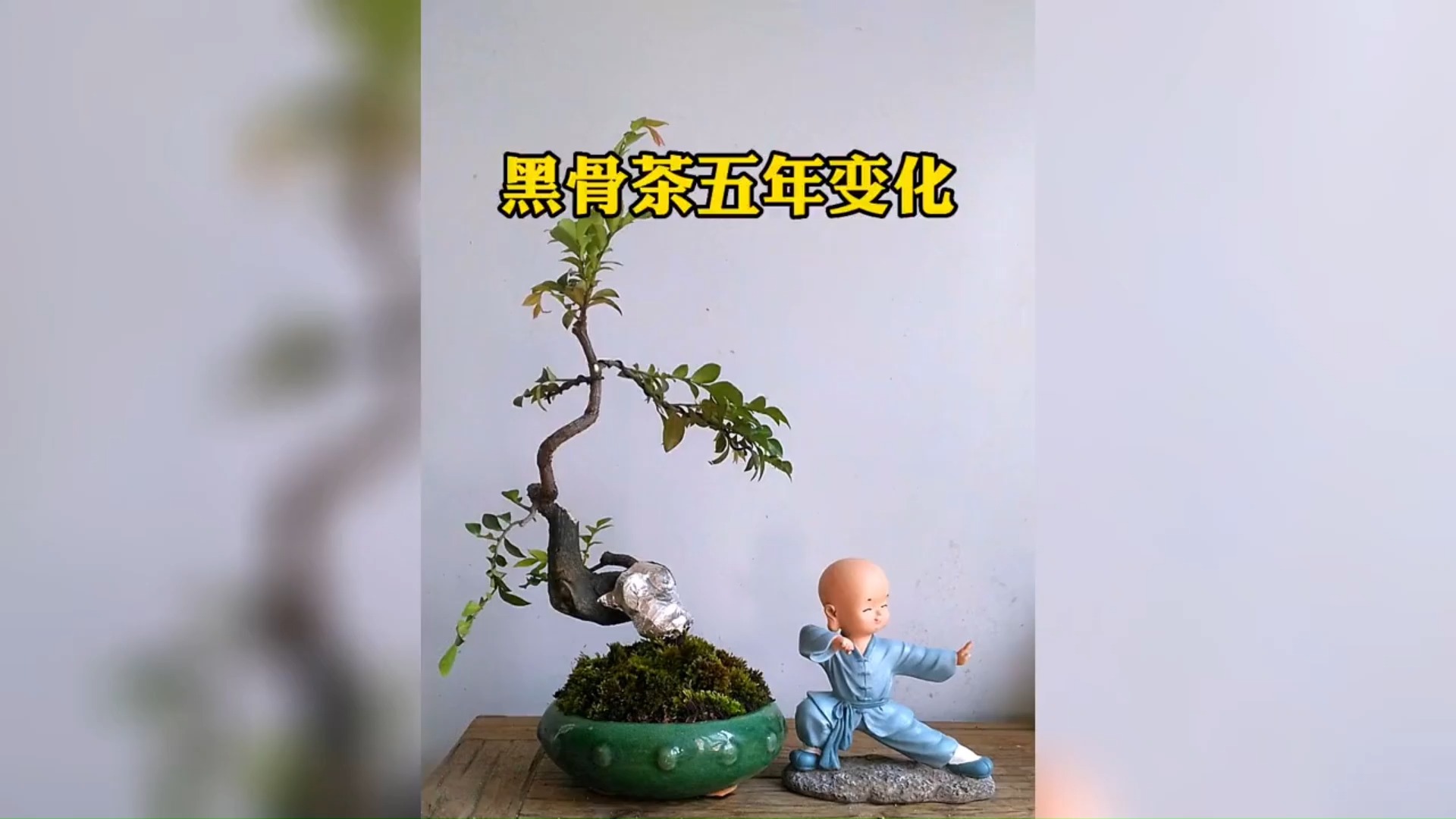 养了五年的黑骨茶,今天就给它做个保养修剪造型一下!