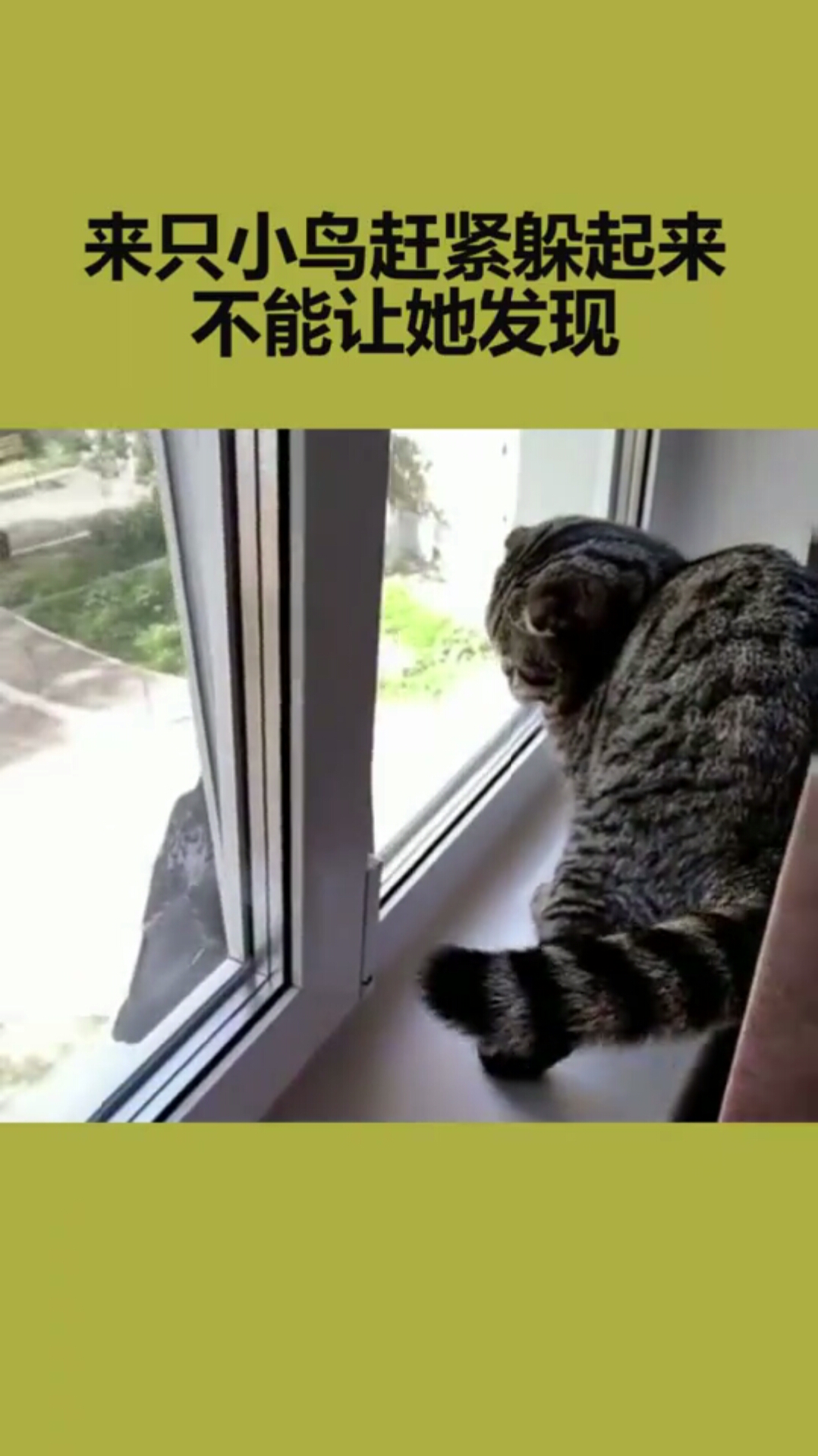 猫咪 来只小鸟赶紧躲起来