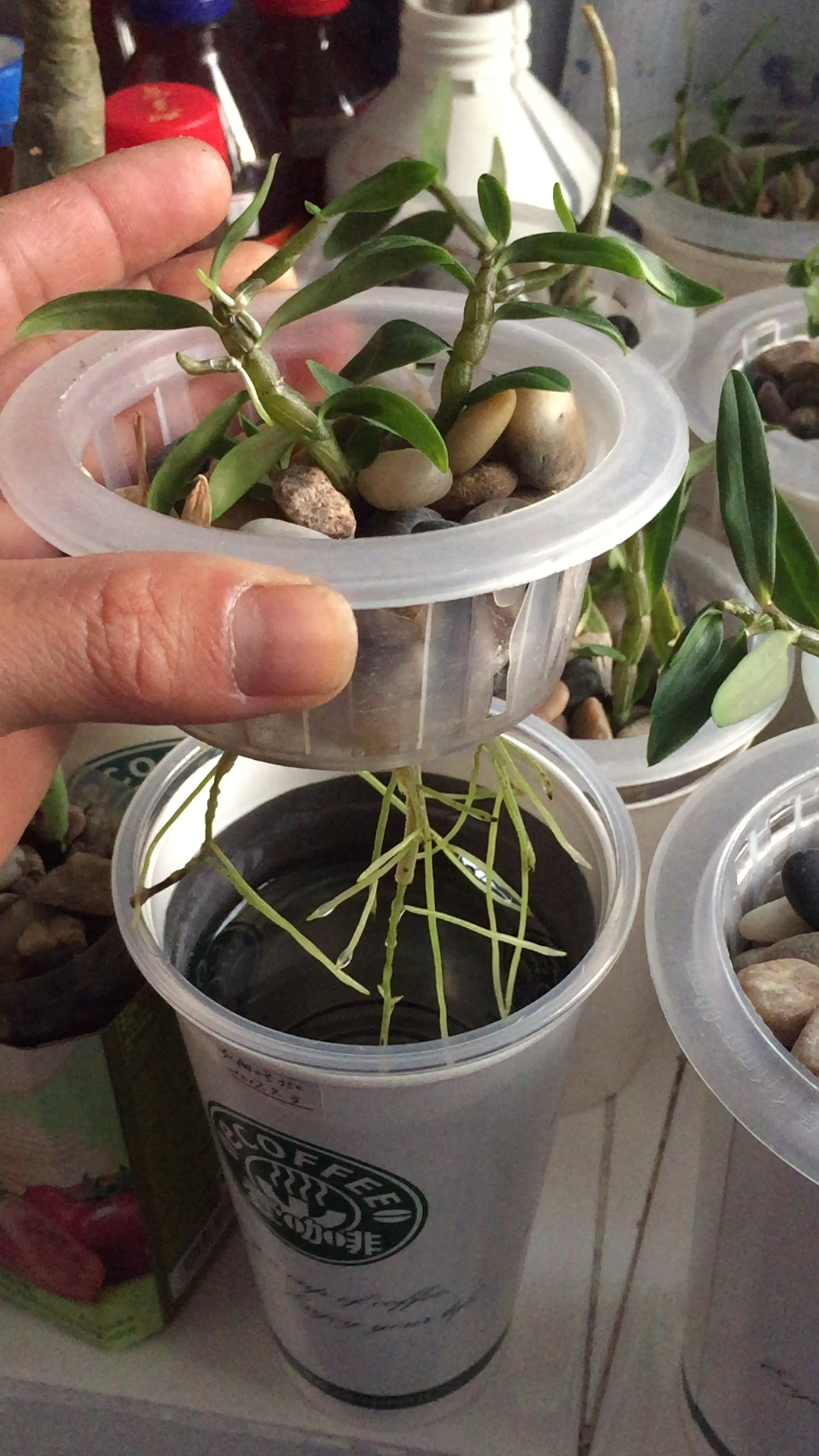 铁皮石斛也可以用优镁菌肥水培