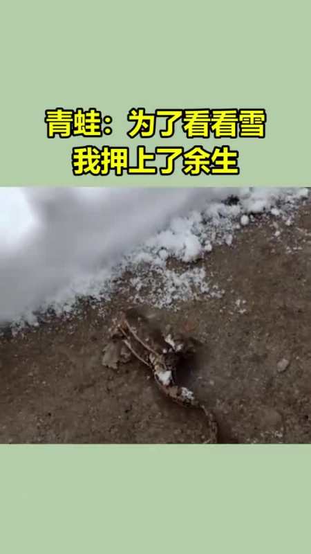 青蛙:为了看看雪,我押上了余生!