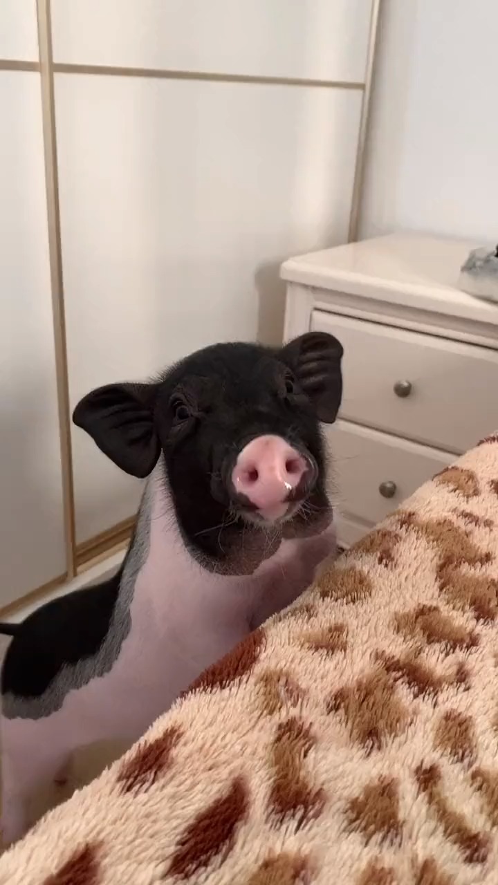 我要上热门#猪撞树上了,又是骗老四的一天#家有萌宠-度小视