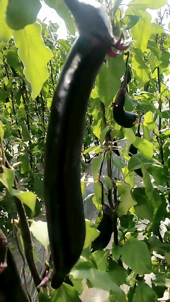 黑又亮.大茄子.