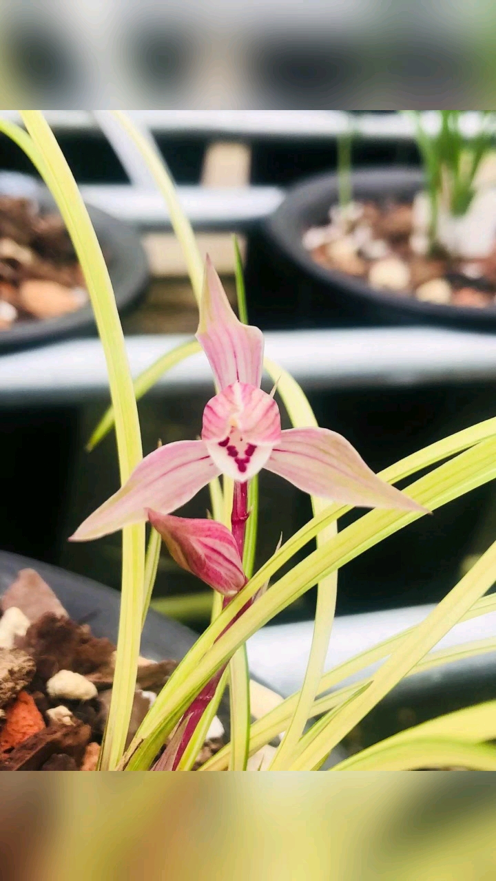 莲瓣兰 大丽之华 花开