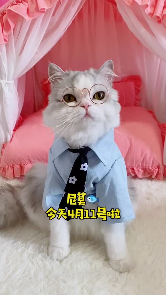 宠物最可爱的样子尼莫你知道腻歪倒过来怎么读吗