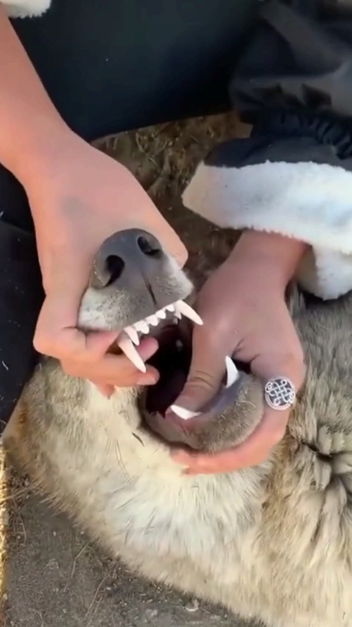 不是狠心拔牙,而是头牙会影响第二次牙成长.