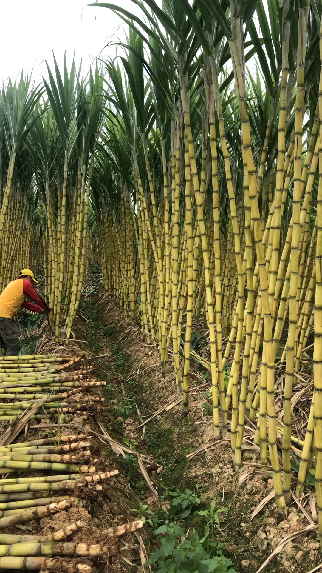 11.11全民high购节#甘蔗一根一根的挖,要好多时间