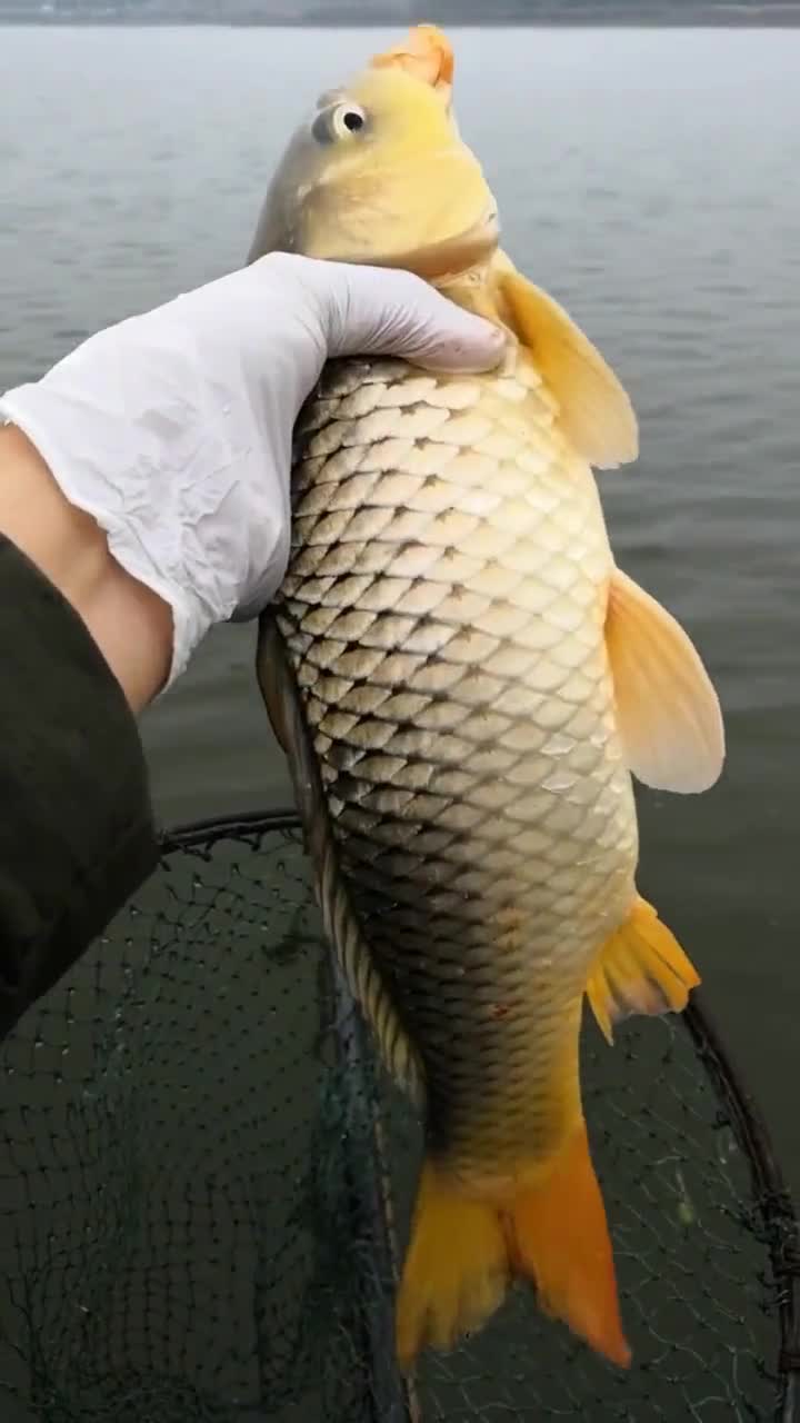 黄金大鲤鱼!真的非常漂亮