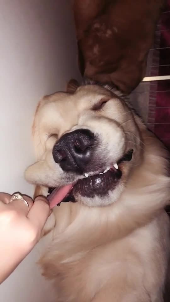 昨晚上二睡着了我把它舌头拽出来了!