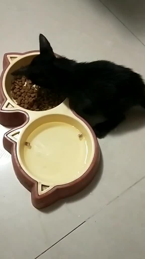 小黑猫吃饭了,黑黑的其实挺帅的.暂时无人领养叫无牙吧.#流浪小猫