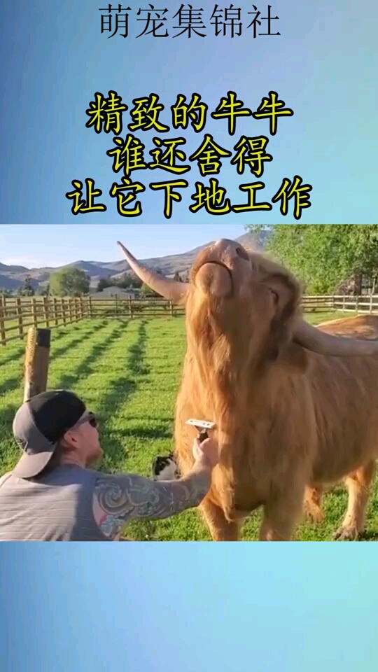 精致的牛牛谁还舍得让它下地工作