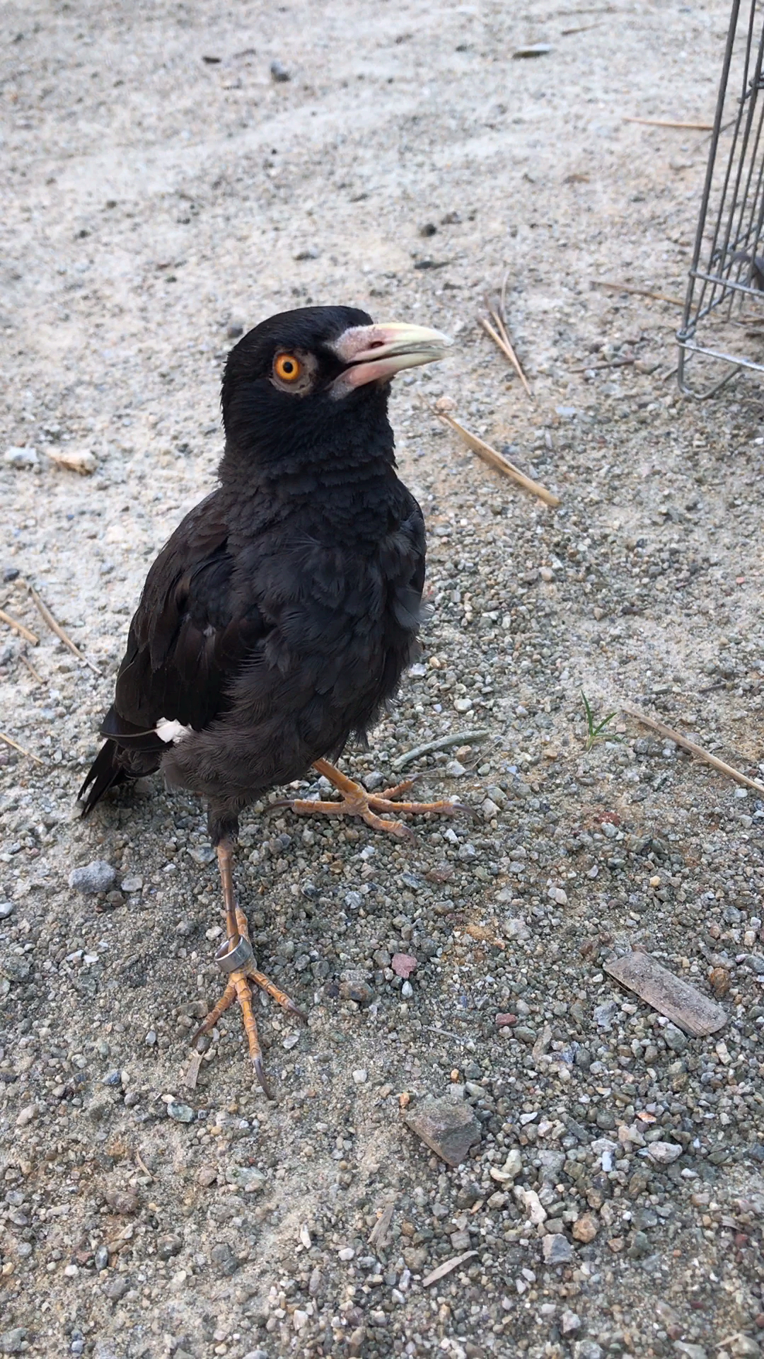 宠物最可爱的样子#邻居送的乌鸦被我养成这样了