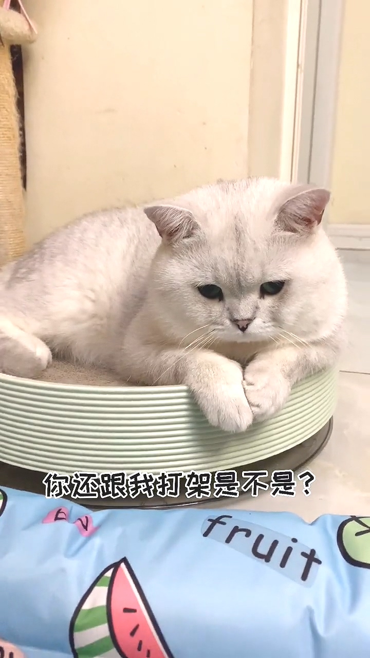 萌宠好吧你低头的那一瞬间我承认我错了