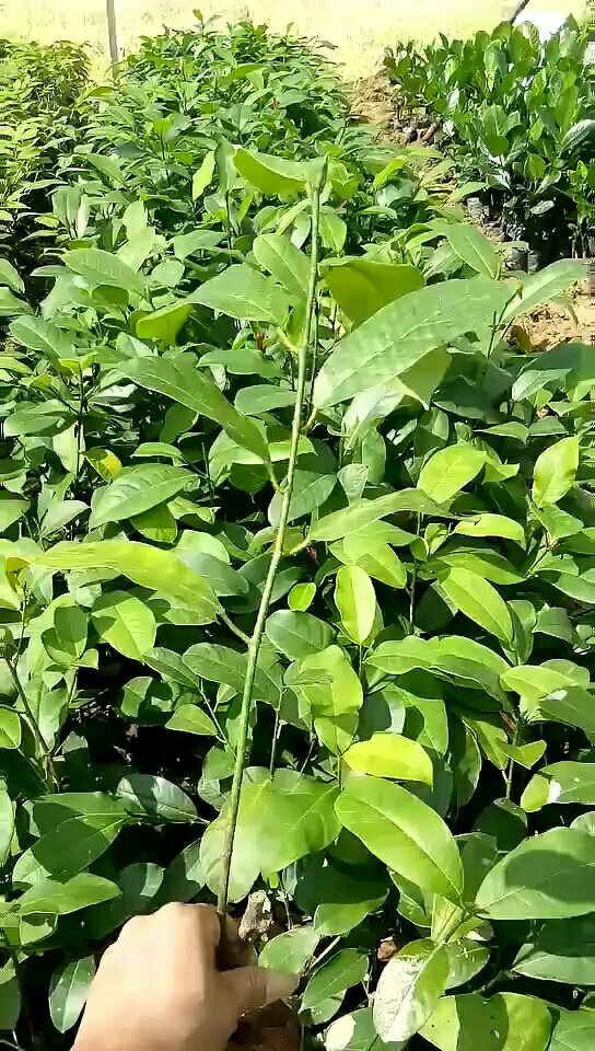 榴莲蜜苗,有喜欢请关注