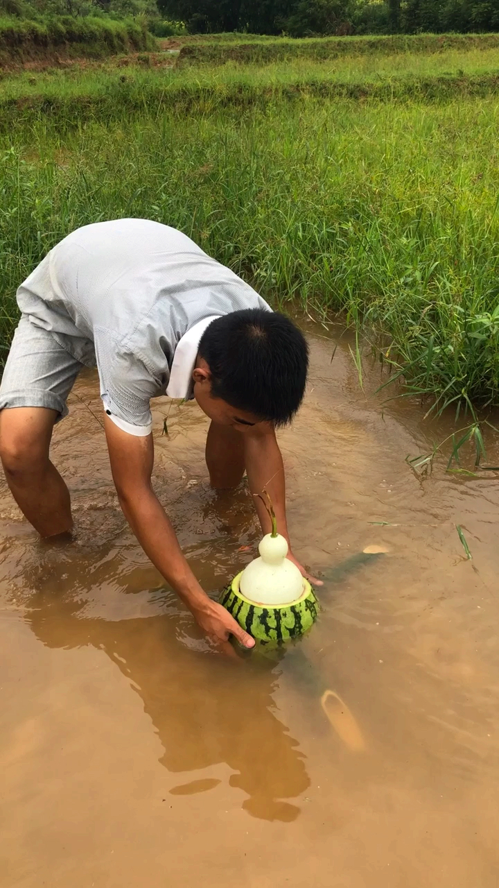 西瓜抓鱼陷阱引来众人围观