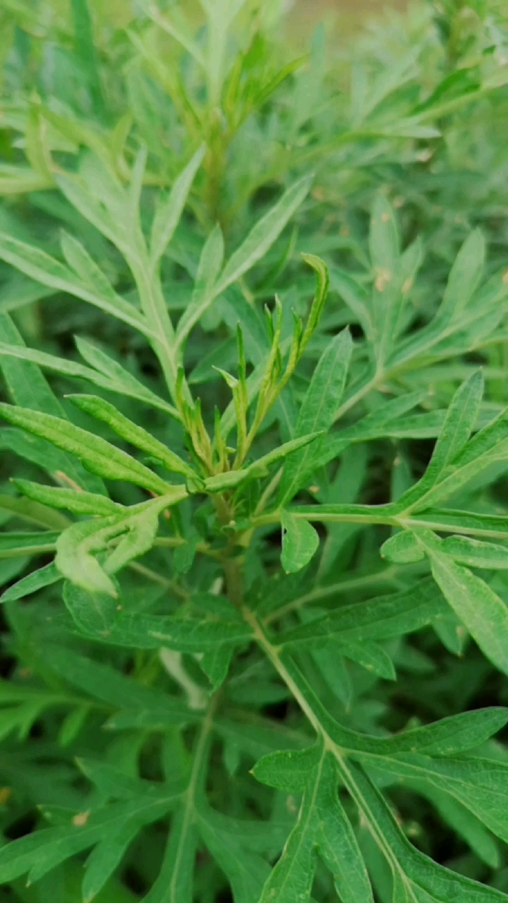 乡村生活#割点野艾草给泡脚.