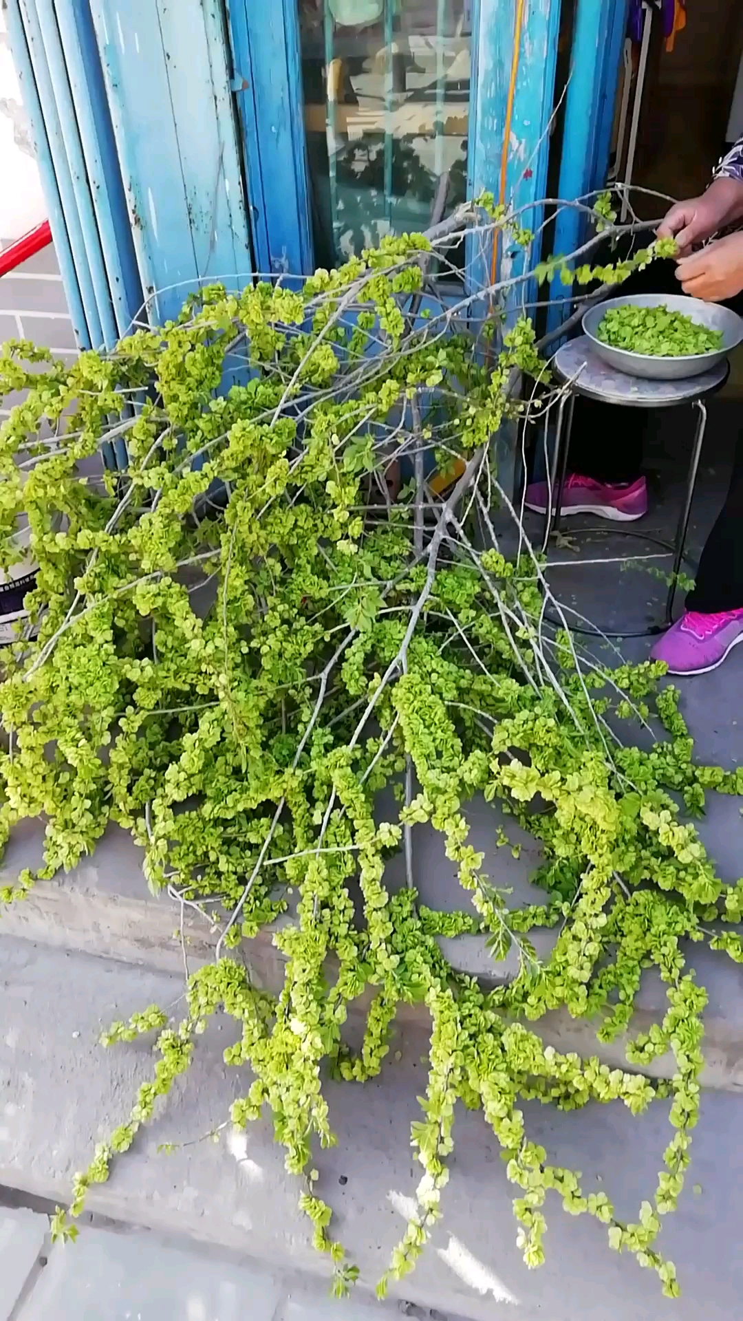 怎样吃榆树钱,大妈告诉你