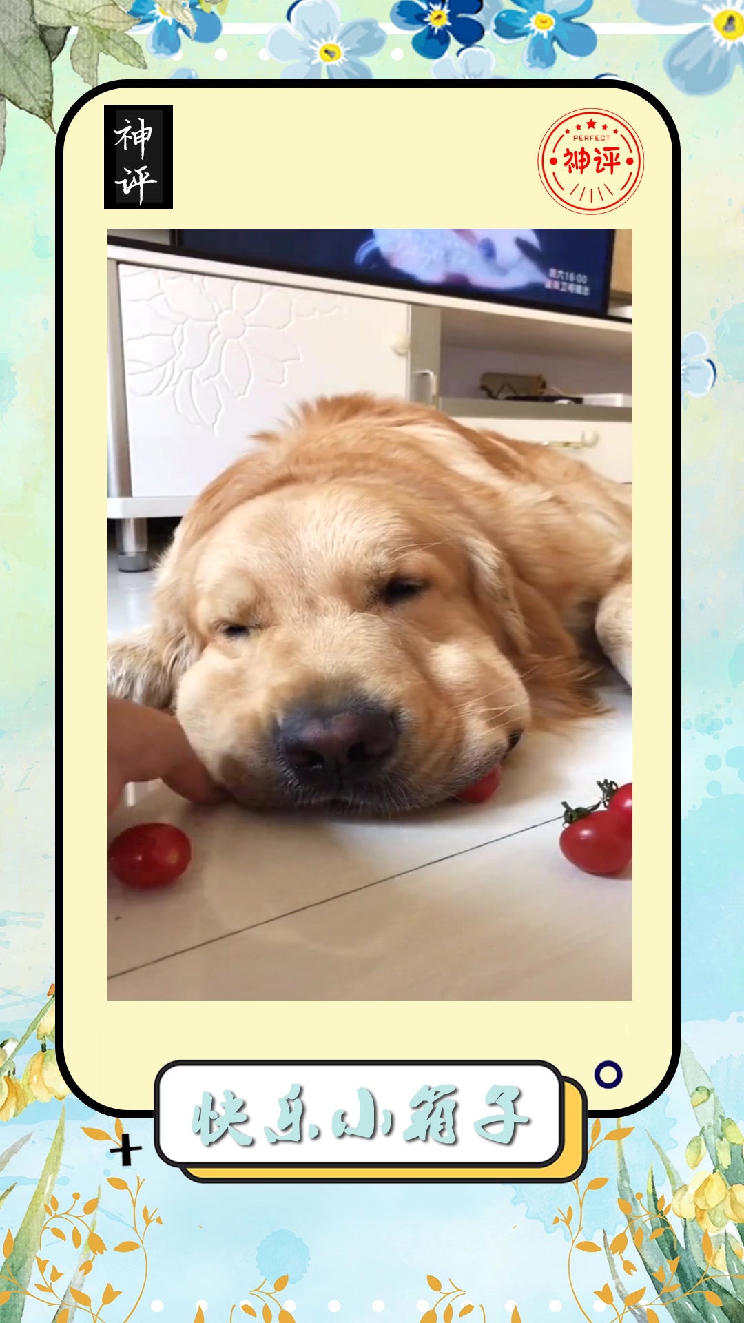 搞笑#为了验证金毛的脸大于是我就做了这个小测验脸大果然是名不虚传