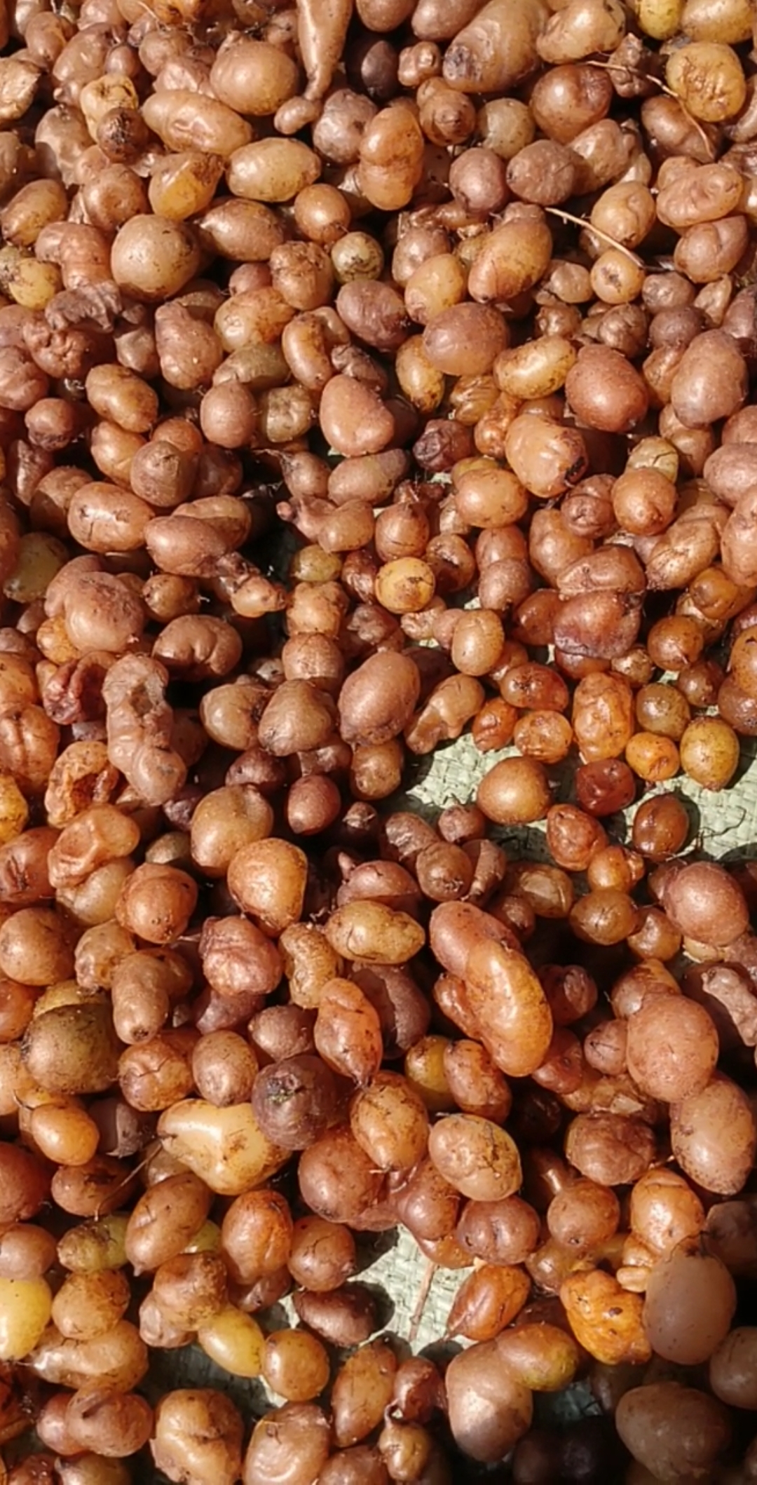 石黄皮,有几个人吃过