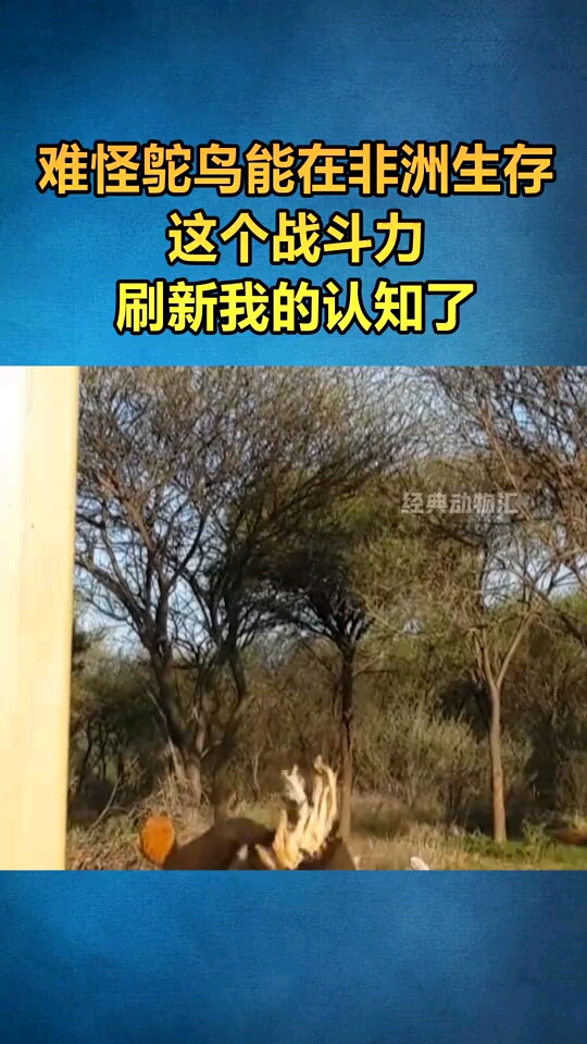 难怪鸵鸟能在非洲生存这个战斗力明显不太科学呀