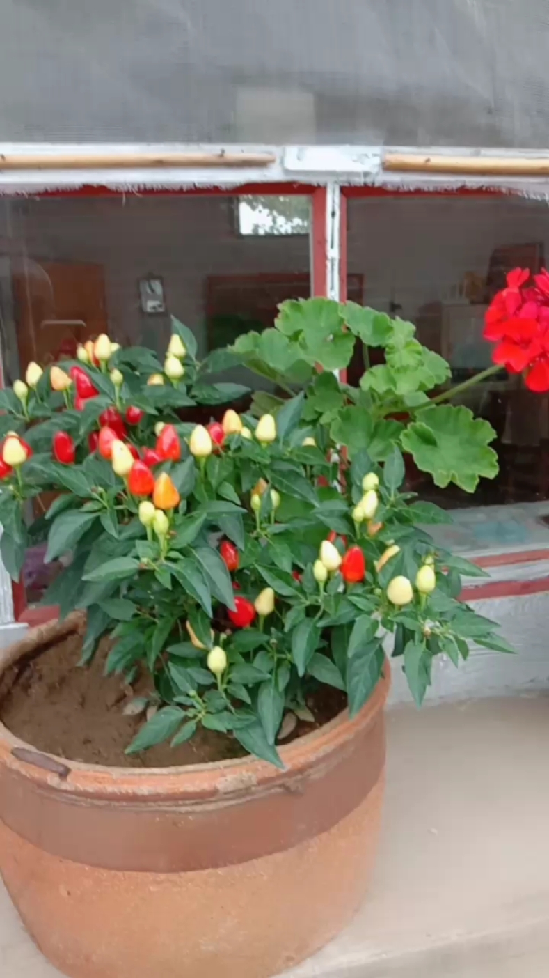 抓住夏天#盆栽小朝天椒