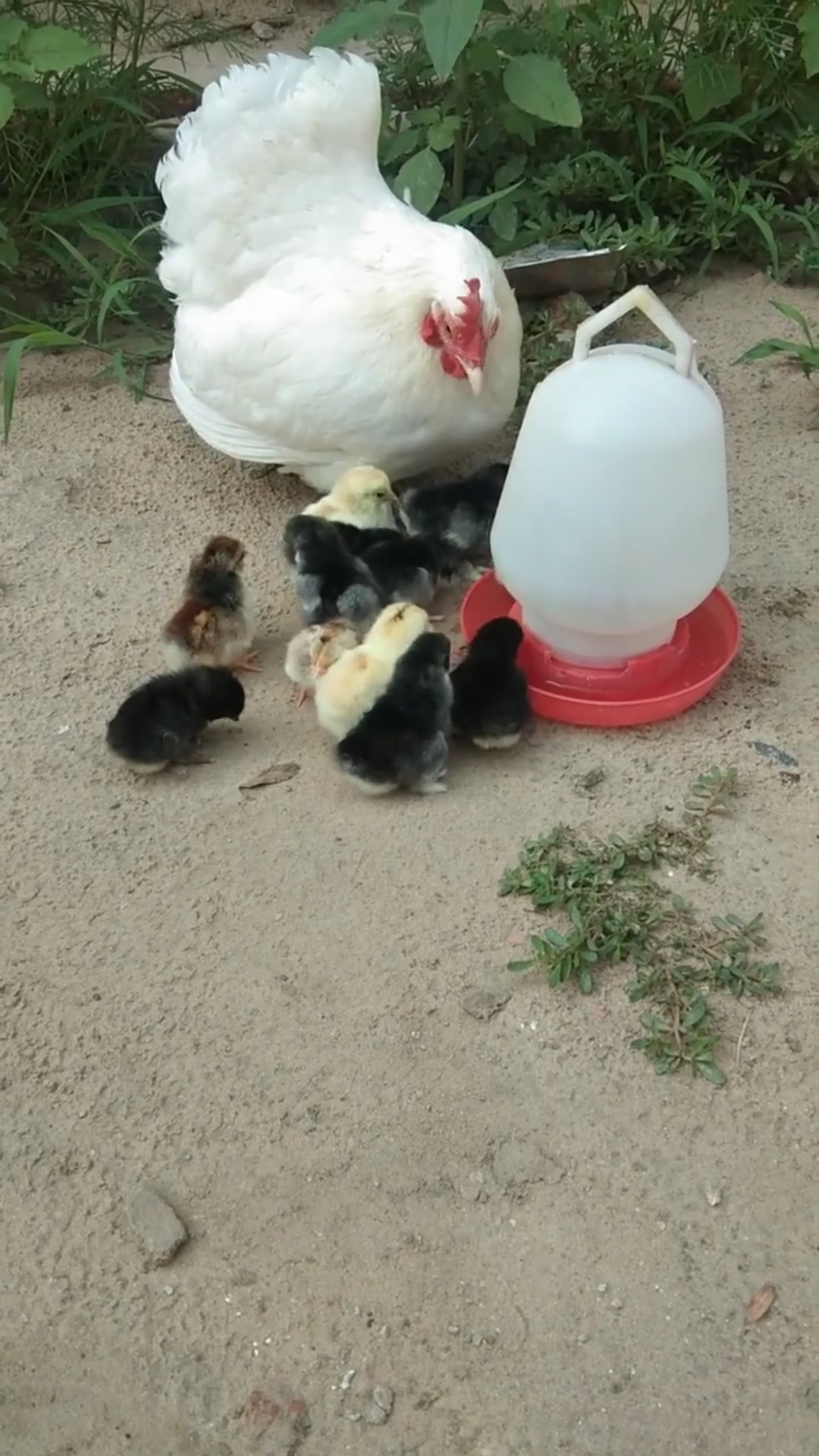 养鸡达人#鸡妈妈看着鸡宝宝喝水  好温柔