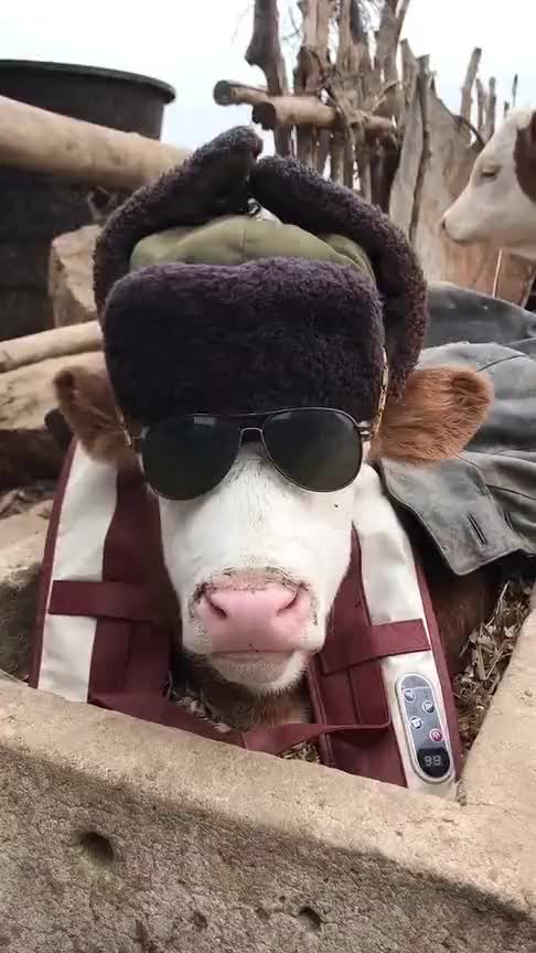 世界上最帅的牛,这一身打扮,肯定有不少小母牛仰慕吧
