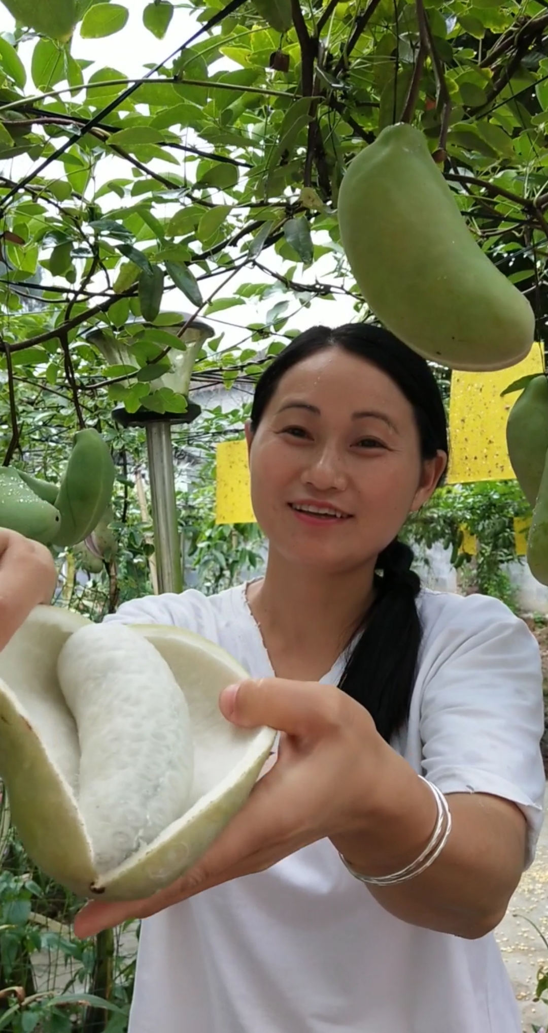 七月瓜,每年七月份成熟!