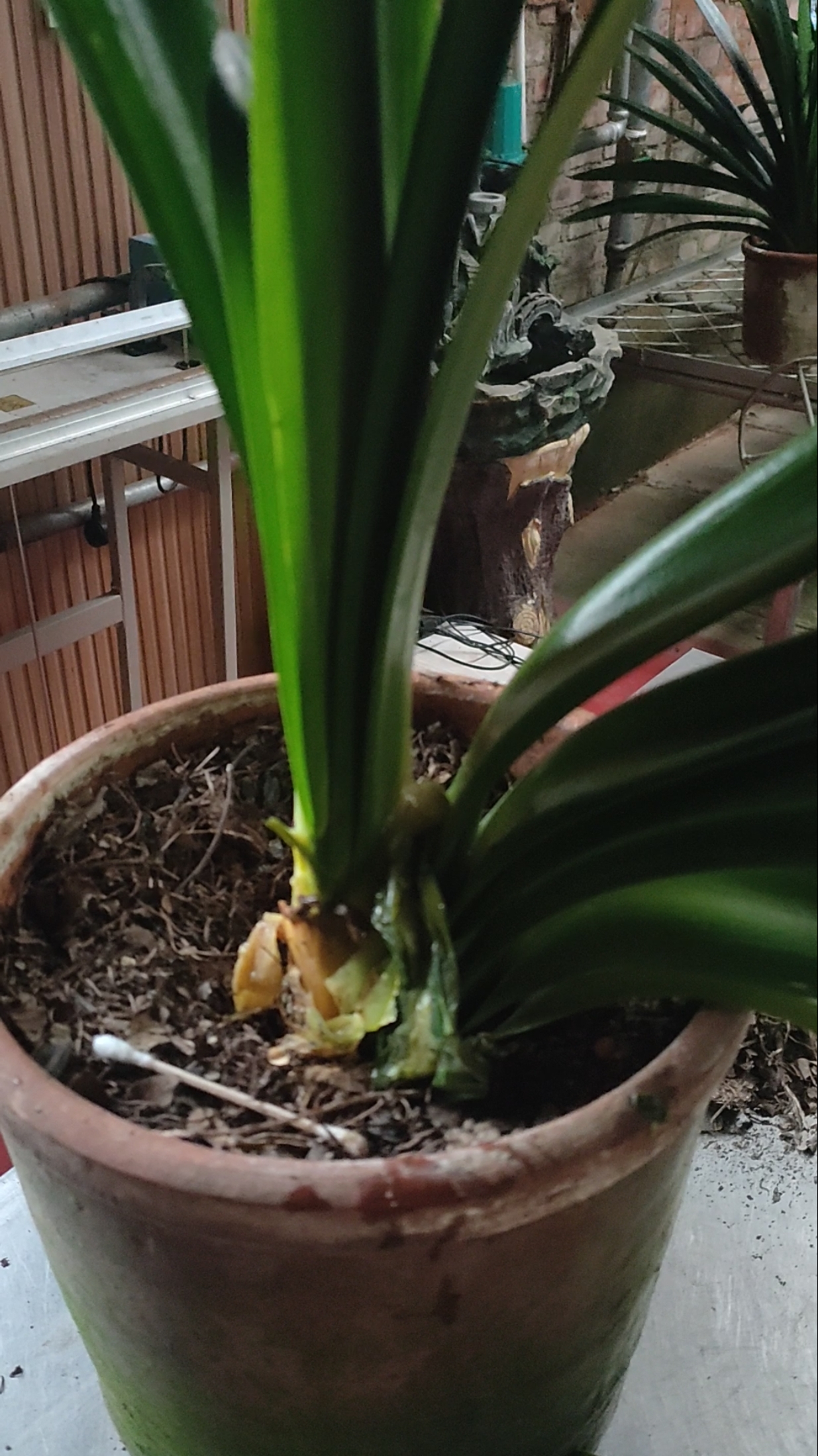 君子兰软腐病补救方法