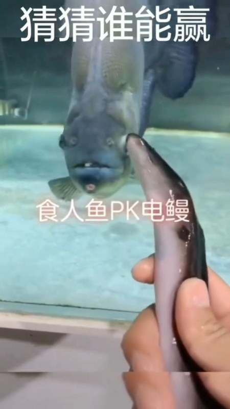 电鳗碰到食人鱼,都是狠脚色,究竟谁能胜出