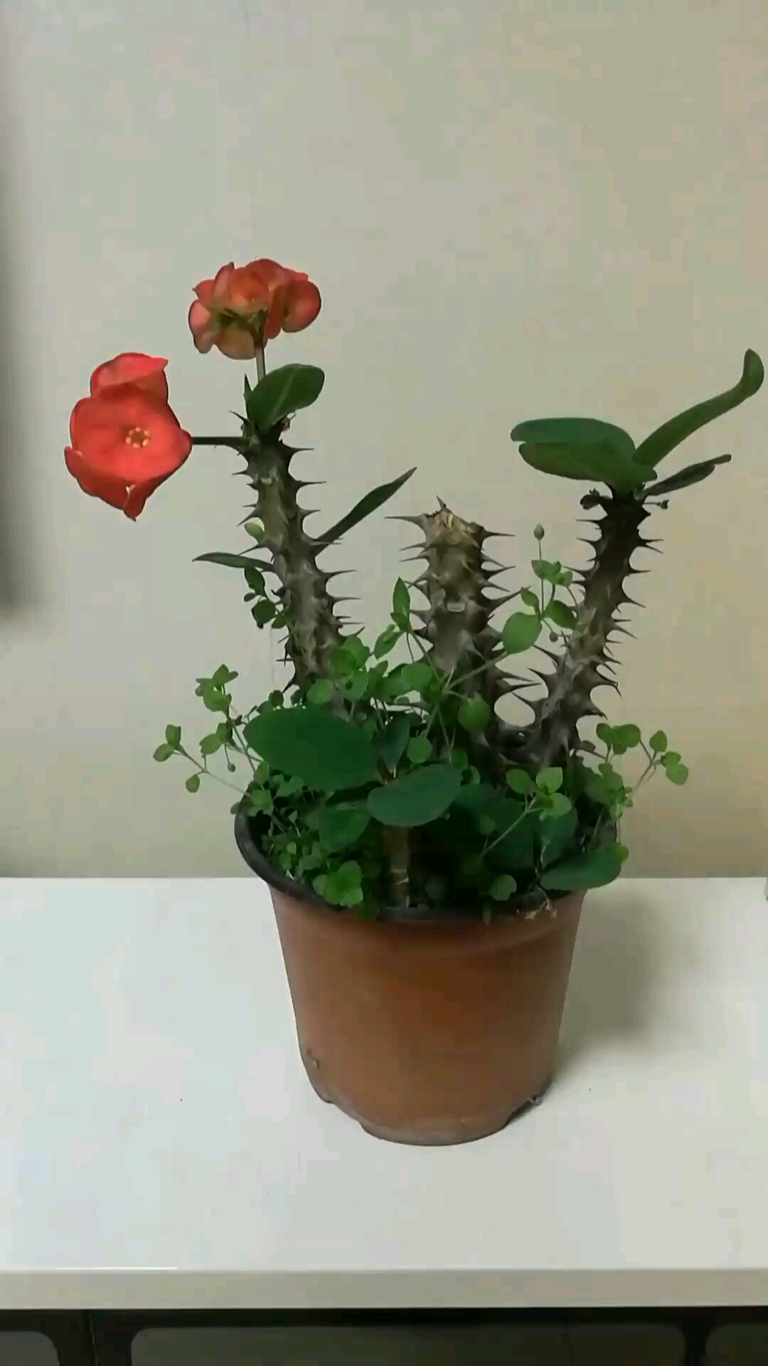 刺玫到底有没有毒?