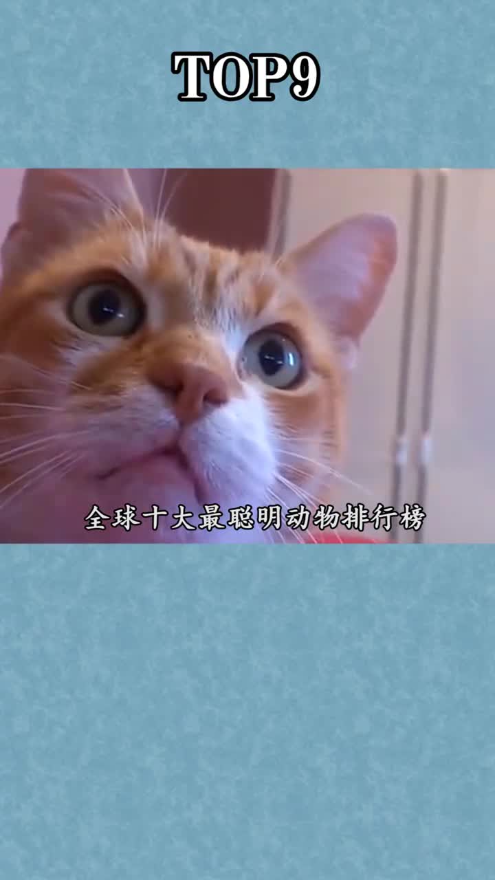 动物世界全球十个最聪明的动物排行榜top9猫