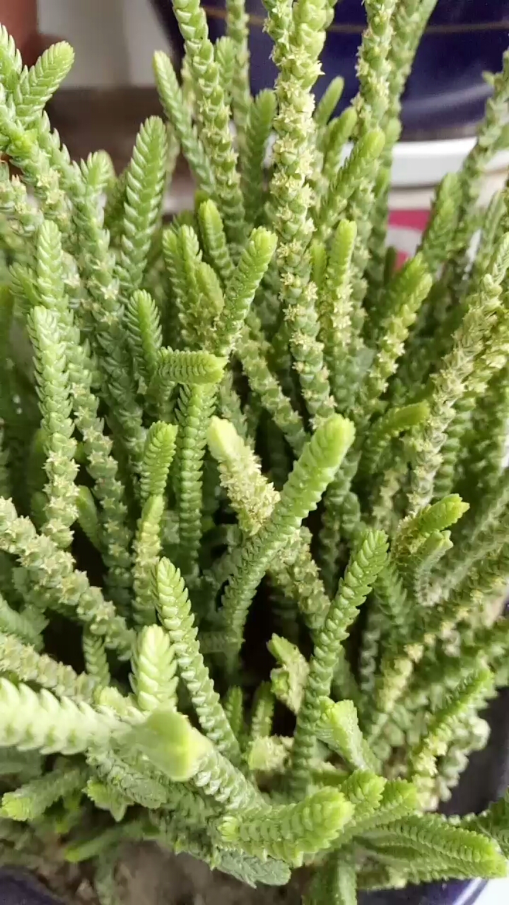 若绿开花了#若绿开花了