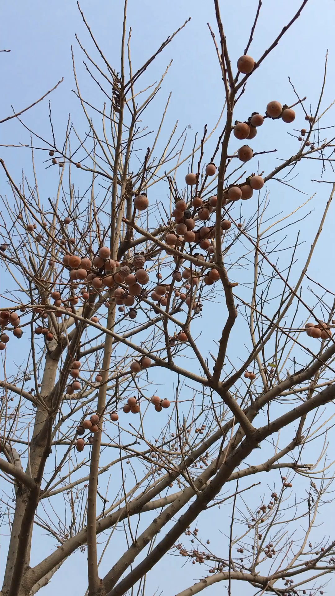 原生态小黑枣树