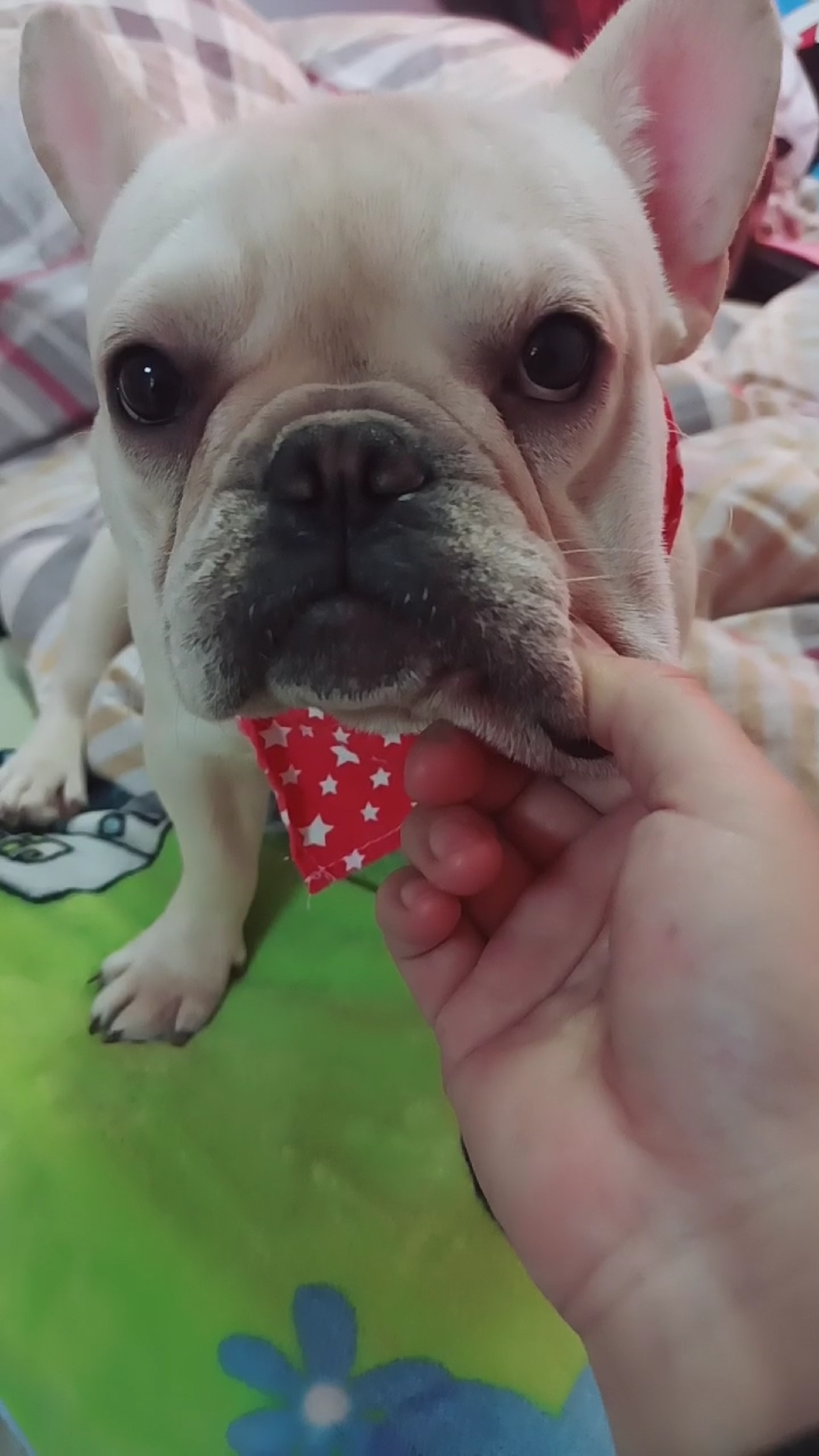 搞笑萌宠#全网第一癞皮狗