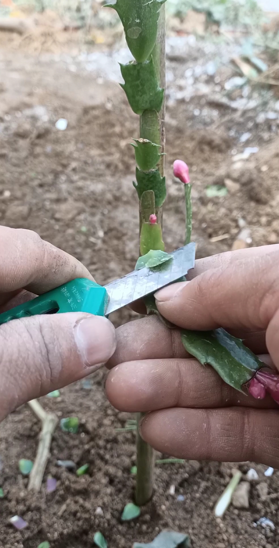 芦荟怎么嫁接蟹爪兰图图片